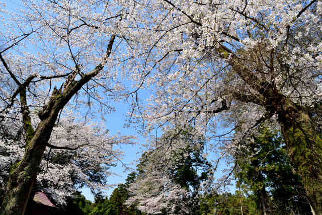 高岡愛宕神社桜