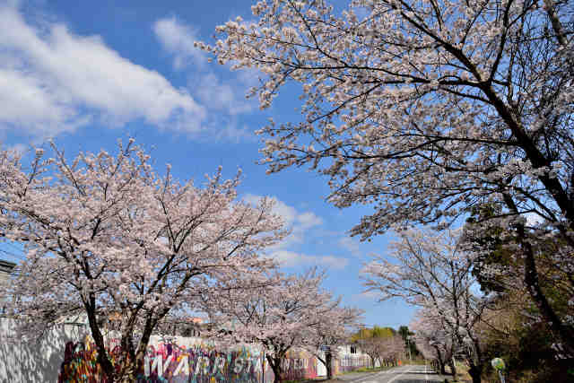 ワープロード桜並木
