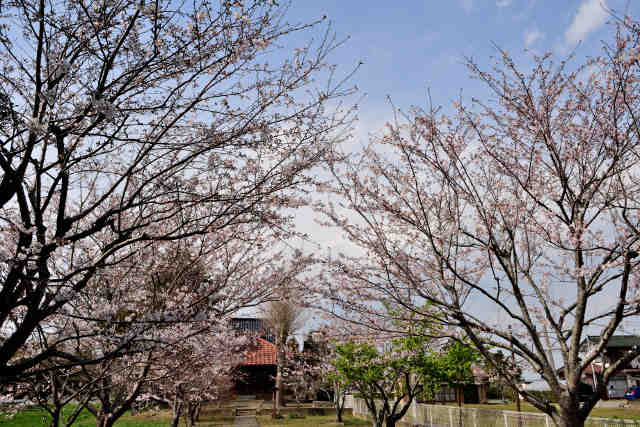 土師神社桜