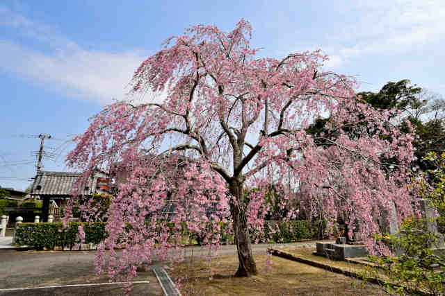 妙行寺枝垂桜