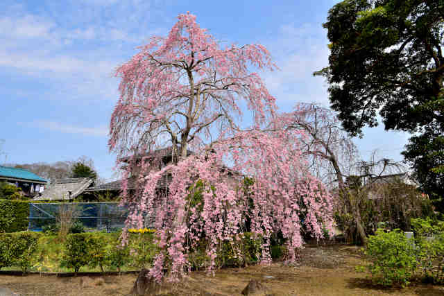 妙行寺枝垂桜門