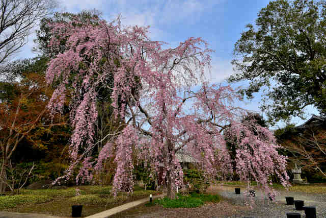 妙行寺枝垂桜駐車場