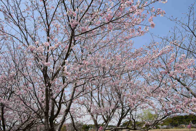 利根親水公桜