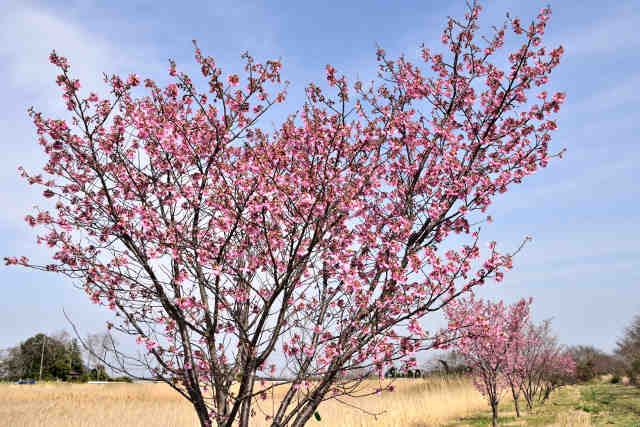 利根親水公園陽光桜