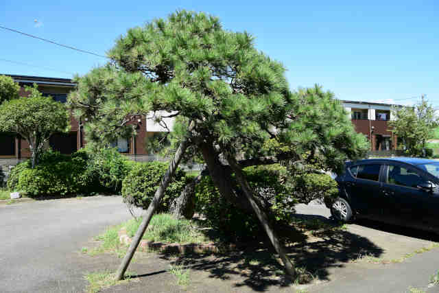 藤代宿本陣跡松