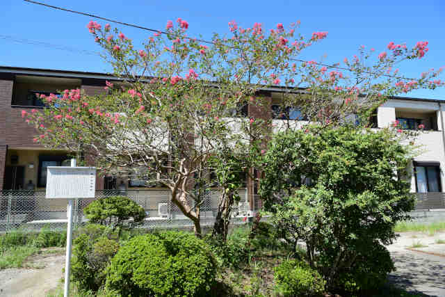 藤代宿本陣跡百日紅