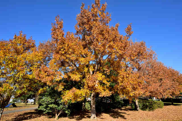 �k�Y��Βn�g�t