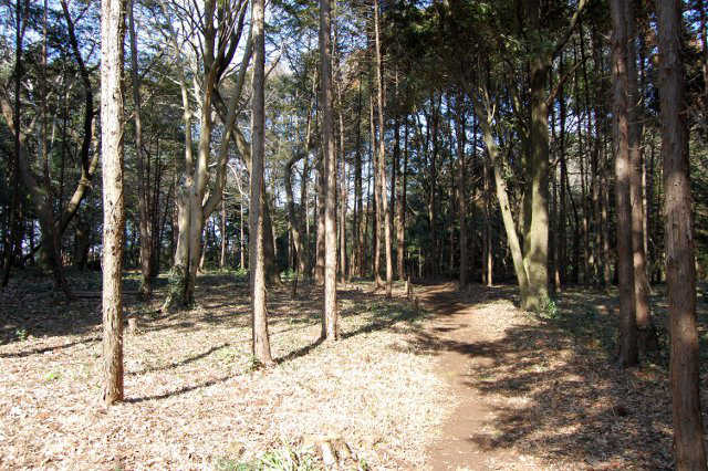 面足神社の森