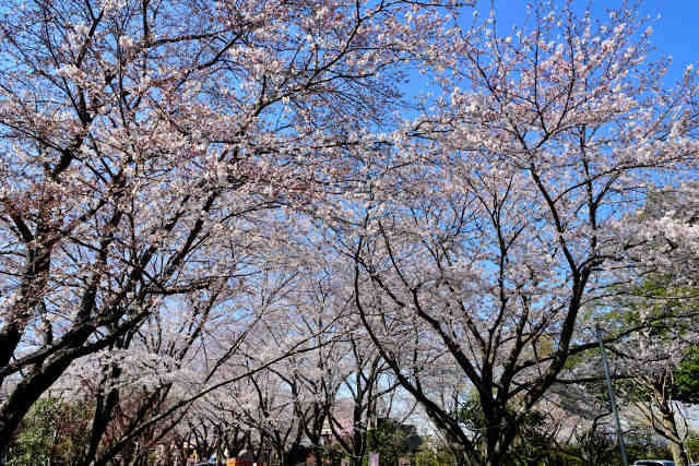さくら荘桜