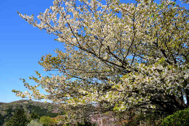 朝日峠展望公園の桜