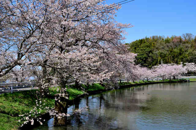 池台池桜