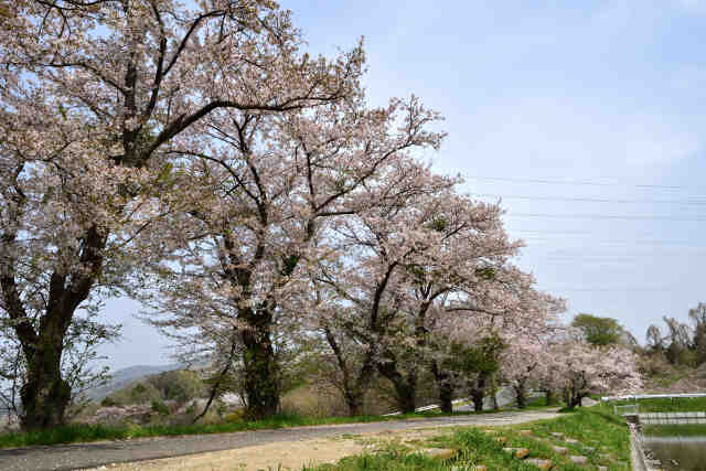 梶の宮池桜