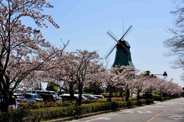 霞ヶ浦総合公園風車桜