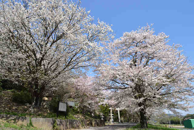 金嶽神社桜
