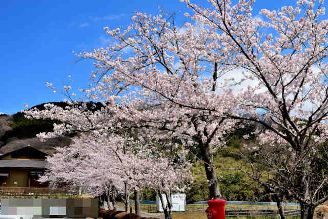小町の館桜