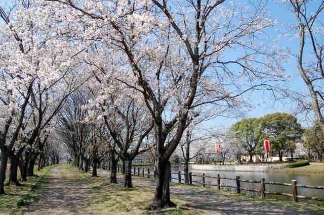 乙戸沼公園桜