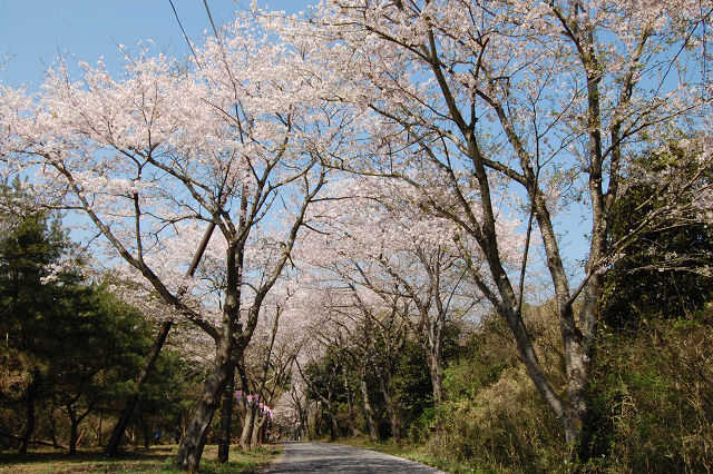 竜ヶ峰の桜