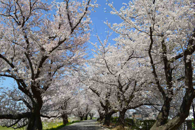 桜川桜トンネル
