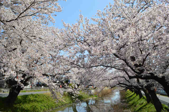 新川桜