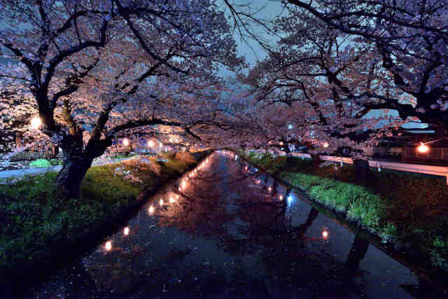 新川桜夜