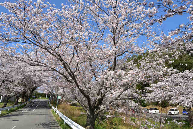 観光アヤメ園桜