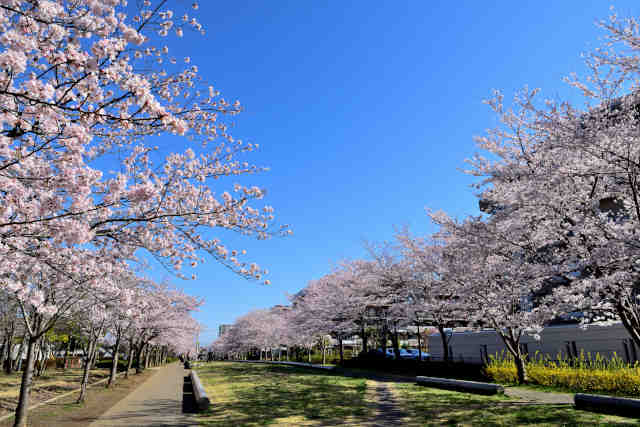 ひたち野さくら公園桜