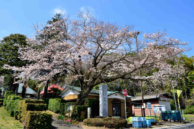 東林寺桜