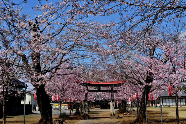 蕗田香取神社桜並木