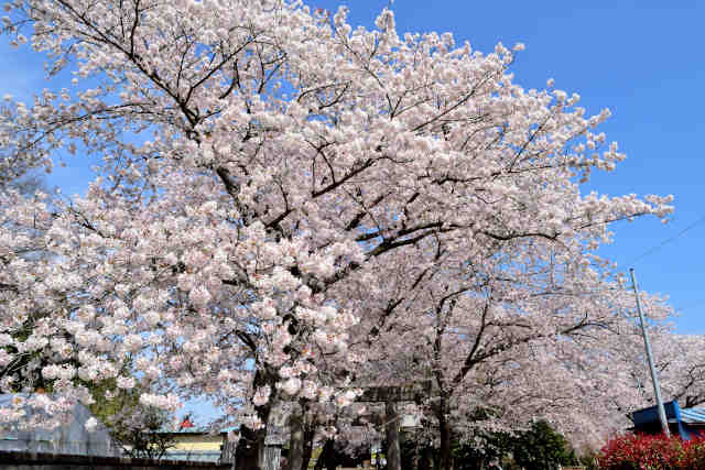 小手指香取神社桜