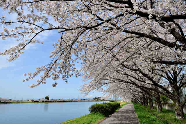 行幸湖桜並木