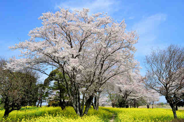 中の島公園桜