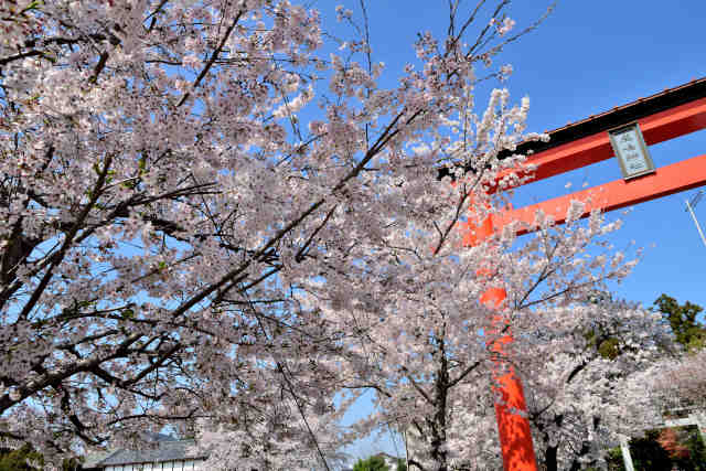 野爪鹿嶋神社桜