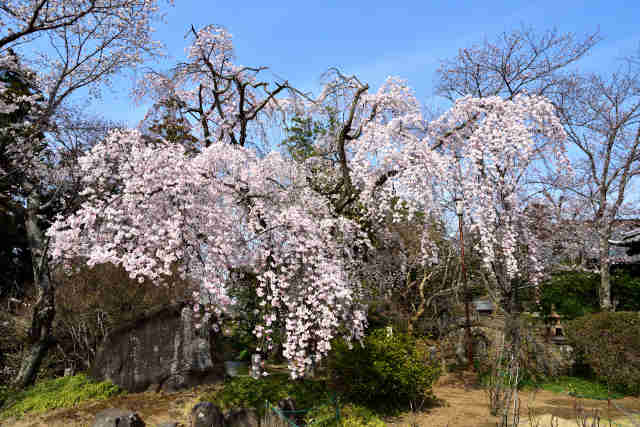 境香取神社桜