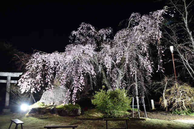 境香取神社桜夜
