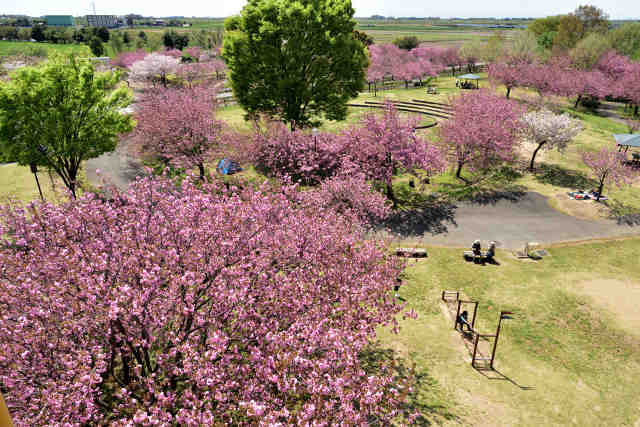さくらの森パーク桜