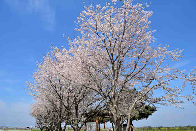 利根川レクリエーション公園桜