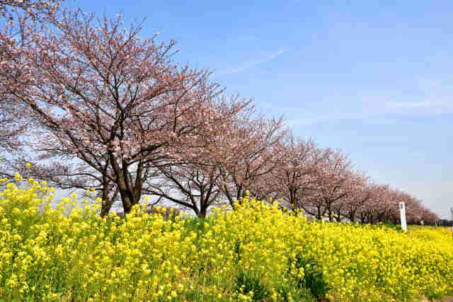 利根川桜並木