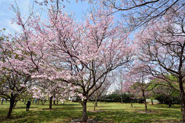 日本花の会桜見本園