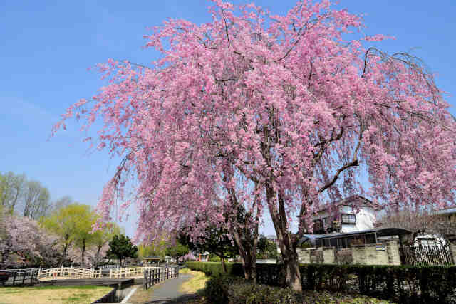 水辺公園桜