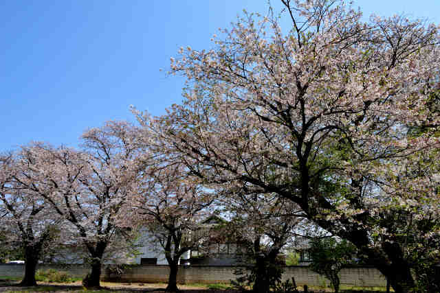 大木香取神社桜