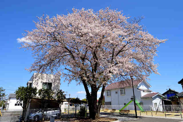 大町桜