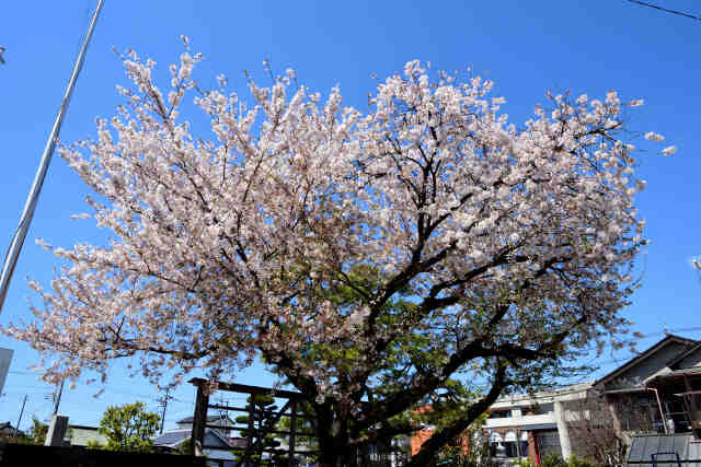 健田須賀神社桜