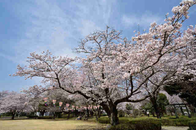 結城城跡公園の桜