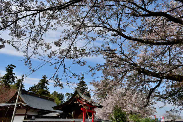 上山川諏訪神社桜