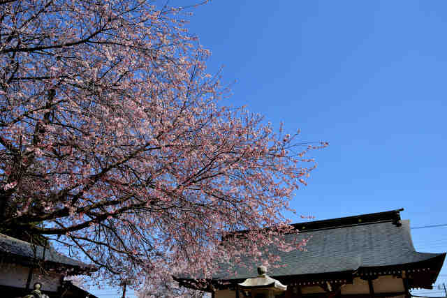 上山川諏訪神社社殿前桜