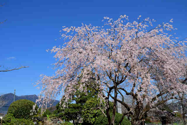本堂桜
