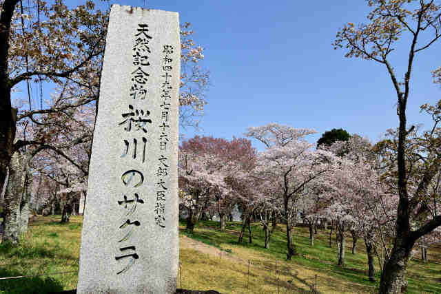 桜川のサクラ桜公園