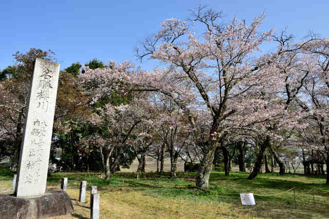 名勝櫻川桜公園