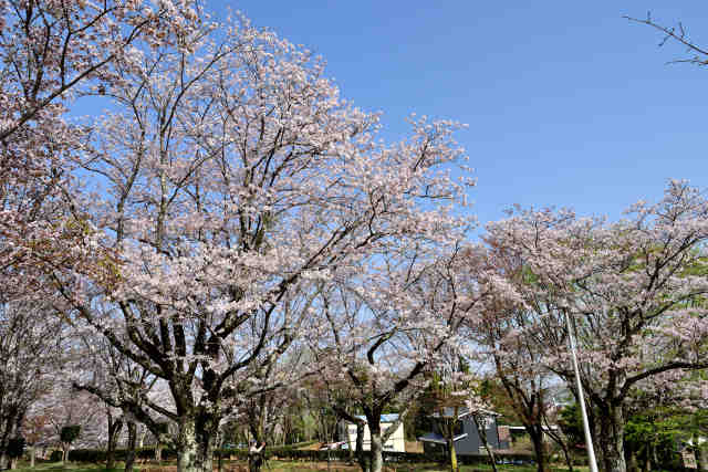 磯部公園桜