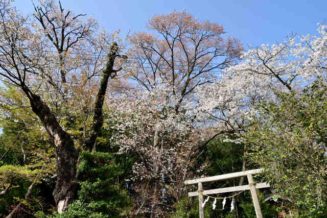 咳嗽神社桜